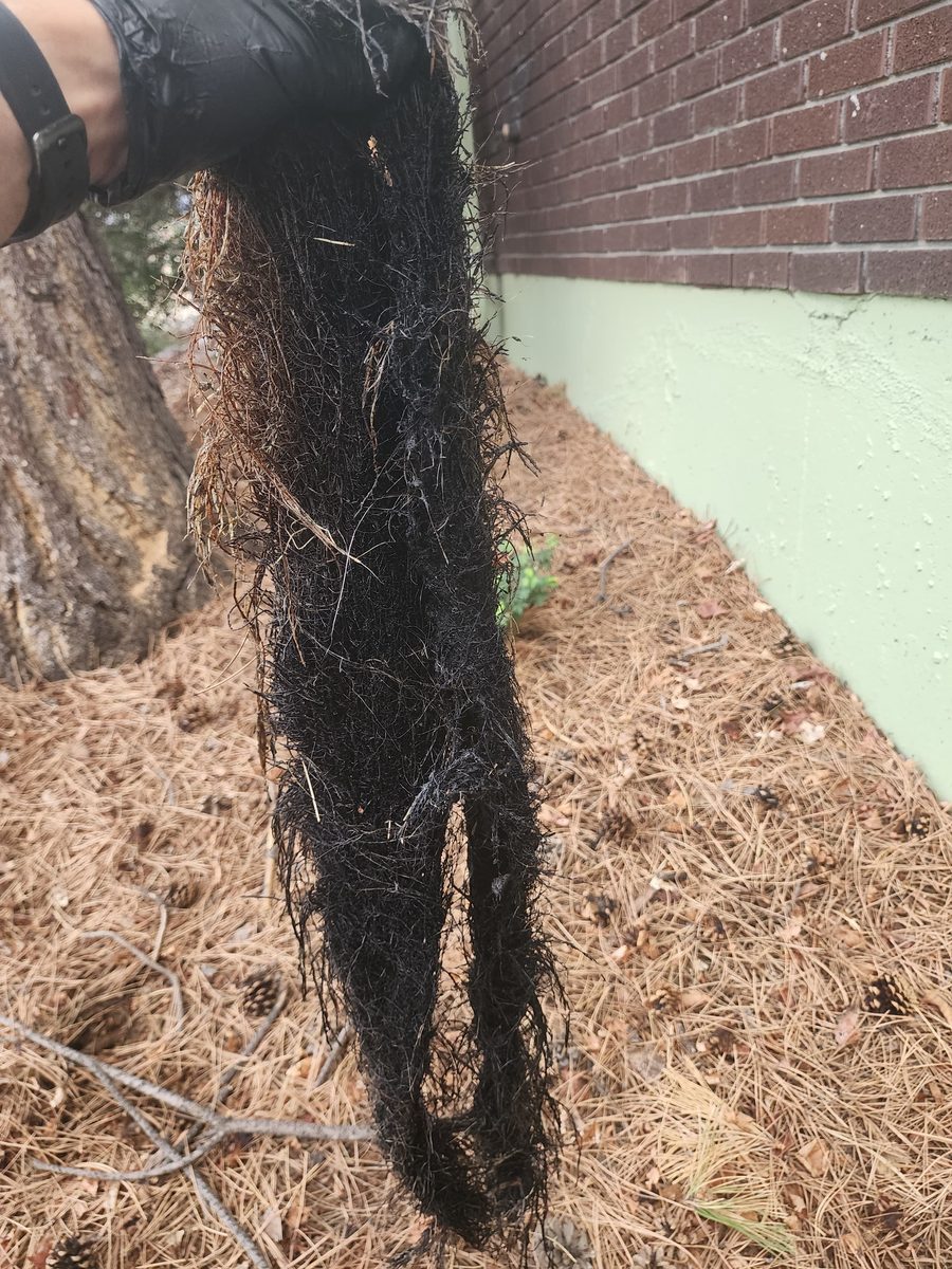Five-foot mass of tree roots removed from a clogged main sewer line in the Denver metro